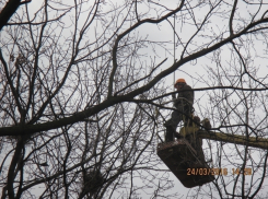 В Волгодонске из сквера Дубравушка изгонят грачей и уберут их гнезда