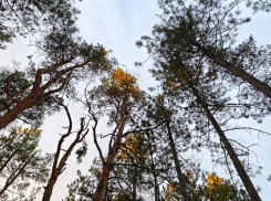 Зимой на лыжах, летом – пешком: сосновые леса под Цимлянском стали популярным местом отдыха 