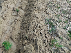 Десятки тысяч маленьких сосенок высадили в Цимлянском районе