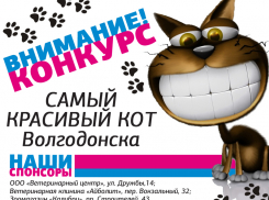 Стартовало голосование «Самый красивый кот Волгодонска»
