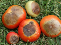 Как не допустить в огороде появления вершинной гнили помидоров 