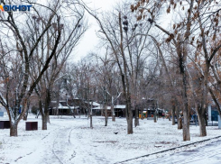 В Волгодонске запасли более миллиона рублей на превентивную обрезку деревьев вдоль дорог 