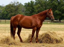 В Волгодонске прошла перепись лошадей, а также свиней, коз и баранов