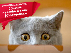 Стали известны победители конкурса «Самый красивый кот Волгодонска» 