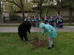 В старой части Волгодонска заложили березовую аллею