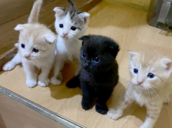 Кто придет на помощь вашему питомцу в Волгодонске 