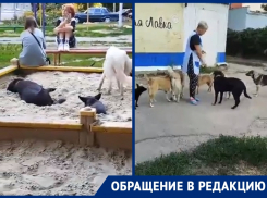 Прикормленные бездомные собаки «захватили» детскую площадку в старой части Волгодонска