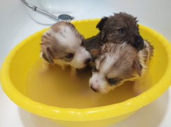 Коржик, Карамелька и Компот ищут любящих хозяев 