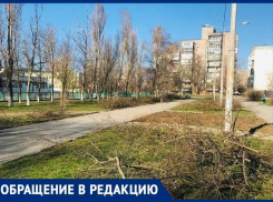 «Там поселились бомжи»: стала известна причина обрезки кустарников у педколледжа