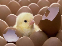 150 яиц неизвестного происхождения хотели скормить воспитанникам детсада «Дружные ребята» в Волгодонске 