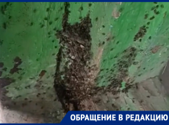 Особо злые мошки оккупировали жилой дом на улице 30 лет Победы