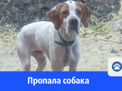 Пропала собака