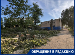«Что за лесоповал?»: горожанка считает, что здоровые деревья погубили из-за участка земли на улице Черникова
