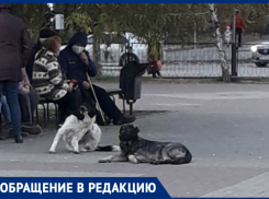 «На моего ребенка накинулась свора собак на улице 30 лет Победы»: волгодончанка  