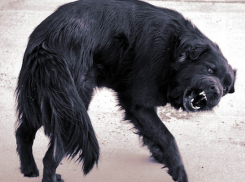 Бешеные животные бродят вокруг Волгодонска, но в городе не появляются