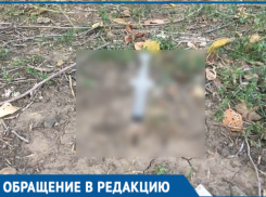 Воткнутый в землю использованный шприц шокировал молодую маму в Волгодонске 