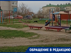 «Разорвёт или вильнёт хвостом?»: волгодонцы обеспокоены бездомными собаками, которые облюбовали детскую площадку