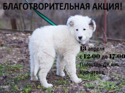 Волгодонцы смогут оказать гуманитарную и финансовую помощь бездомным животным