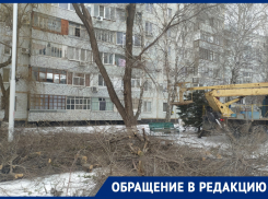 «О каком сквере может идти речь?»: волгодончанку возмутила январская обрезка деревьев