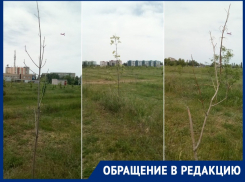 Волгодонцы сравнили парк «Молодежный» с полигоном для тренировок по посадке деревьев
