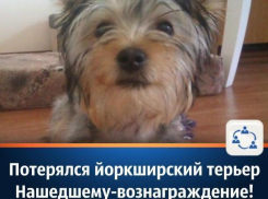Йоркширский терьер пропал в Волгодонске