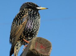 В Волгодонске вылетело в свет новое поколение певучих скворцов