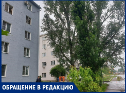 «Срубите эти чертовы тополя, иначе они упадут на наш дом»: волгодонец об опасных деревьях на Маяковского 