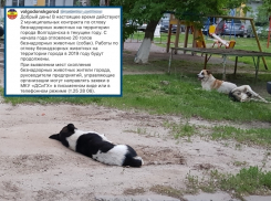 Администрация Волгодонска прокомментировала ситуацию с отловом бездомных животных