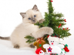 Опасности, которые несет Новый год домашним питомцам