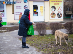 Методы обращения с бездомными собаками намерены изменить в Ростовской области на законодательном уровне
