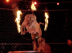 Такого еще не было: впервые цирк-шапито «Золото Африки» в Волгодонске