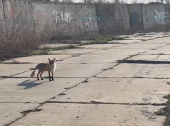 Рыжая плутовка смело выходит к людям за лакомствами на набережной Волгодонска
