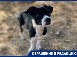 «Он насмерть сбил мою собаку»: волгодончанка ищет свидетелей ДТП, в котором погиб ее питомец