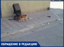 «Ночами стоит ор, а днем собаки таскают мусор»: жители В-12 о соседстве с пивбаром