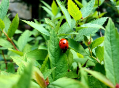 По-летнему тепло будет в предпоследний день весны в Волгодонске