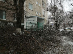 Все на субботник: очистить город от веток и опавших деревьев призывают волгодонцев