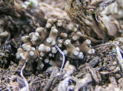 Под станицей Жуковской «манная кашка» растет на камнях