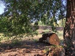 На больших стройках в Волгодонске сажать деревья будут по новой схеме