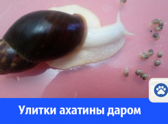 Улиток отдают даром