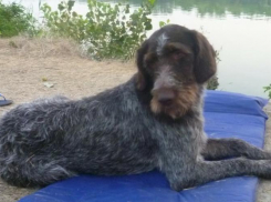 Домашний породистый пес из Волгодонского района сбежал от сальских отловщиков 