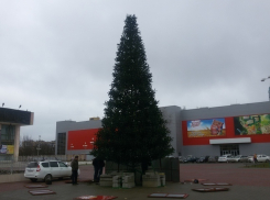Елка в старом городе окажется на треть выше ели в новой части Волгодонска