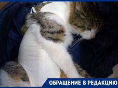 «Она могла умереть»: волгодонцы возмущены решением местной жительницы сделать дворовой кошке аборт