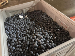 Более 183 000 саженцев сливы высадили в Цимлянском районе