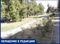 «Розы гибнут в сквере машиностроителей»: волгодончанка