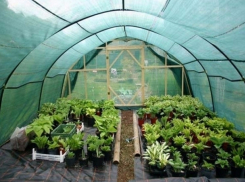 Спаси, сохрани свой урожай!