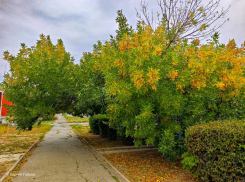 Бабье лето на подходе: несколько по-летнему теплых дней ожидает Волгодонск 