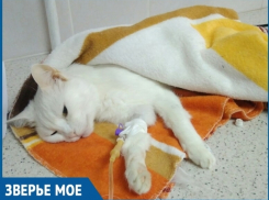 Прием контрацептивов спровоцировал у 13-летней кошки болезнь и операцию по удалению матки