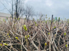 Пасмурный и прохладный денек ожидает волгодонцев сегодня