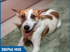 Годовалую Полли волонтеры Волгодонска спасли от мучительной и короткой жизни на улице