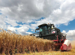 Ростовстат подвел итоги к Дню сельского хозяйства и перерабатывающей промышленности